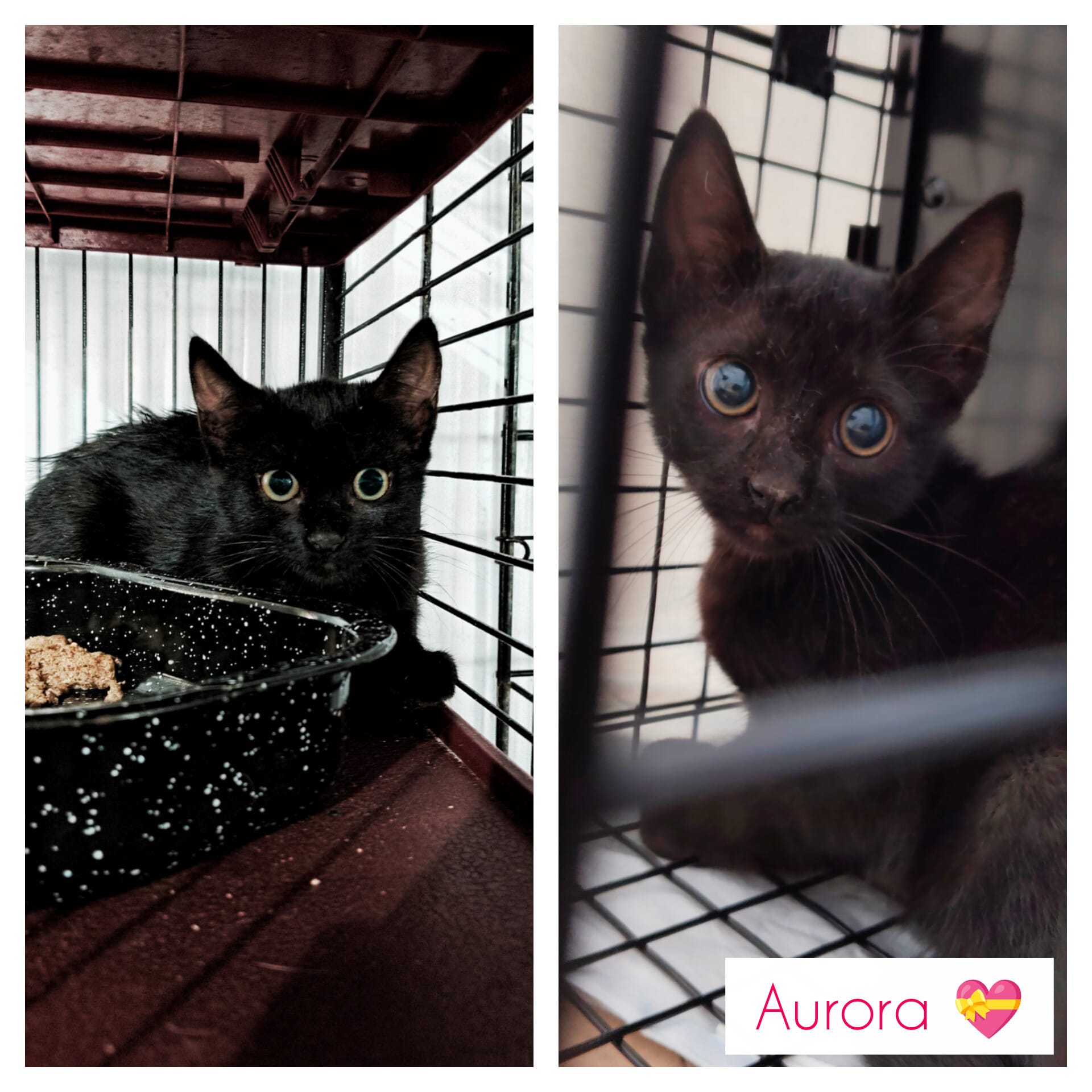 Aurora - Available for adoption